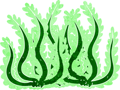 cartoon seaweed drawing png