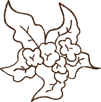 Plant Charcoal Drawing png