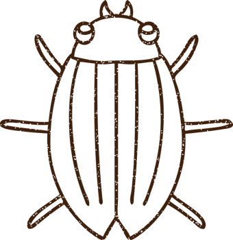Beetle Charcoal Drawing png