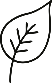 line drawing cartoon autumn leaf png