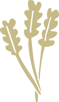 flat color illustration cartoon dried wheat png