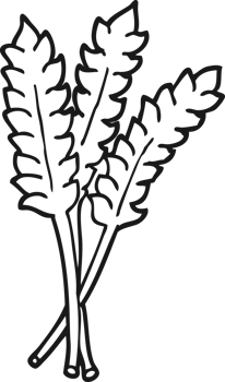 cartoon wheat drawing png