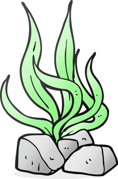 hand drawn cartoon seaweed png