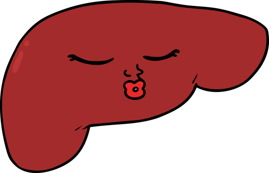 cartoon pretty liver png