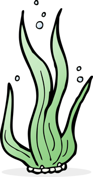 cartoon seaweed drawing png