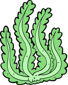 cartoon seaweed drawing png