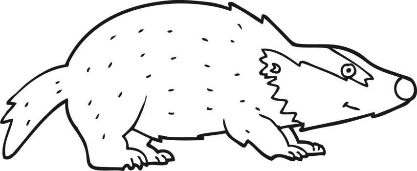 cartoon badger drawing png