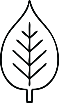 line drawing cartoon of a green leaf png