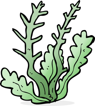 cartoon seaweed drawing png