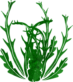 cartoon seaweed drawing png