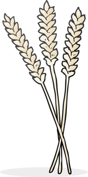 hand drawn cartoon wheat png