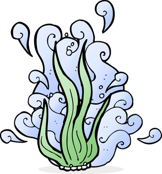 cartoon seaweed drawing png