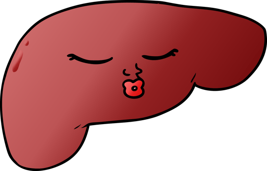cartoon pretty liver drawing png