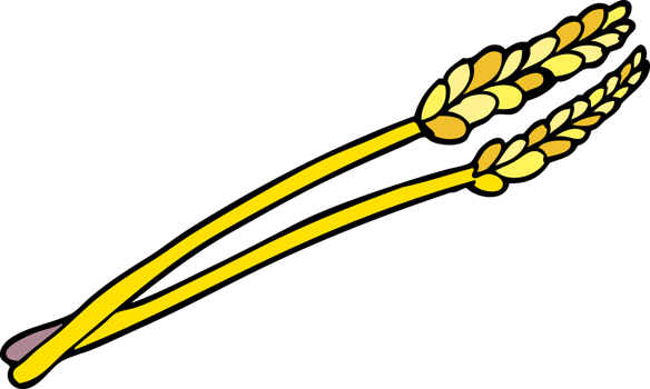 cartoon doodle wheat png