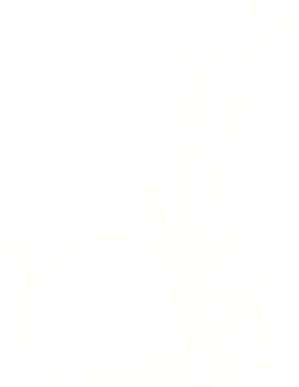 Reeds Chalk Drawing png