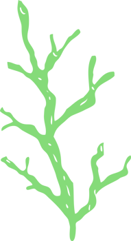 flat color illustration of seaweed png