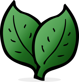 cartoon leaf drawing png