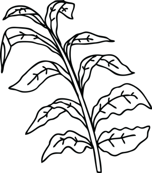 line drawing quirky cartoon vine leaves png
