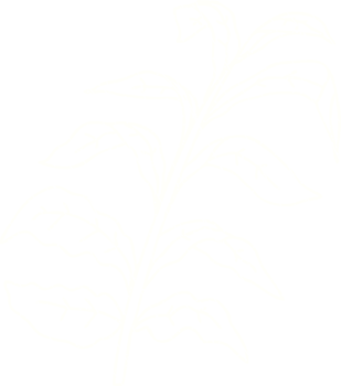 a drawing of a plant on a transparent background png