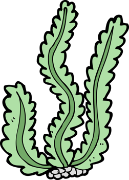 cartoon seaweed drawing png