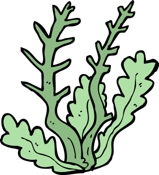 cartoon seaweed drawing png