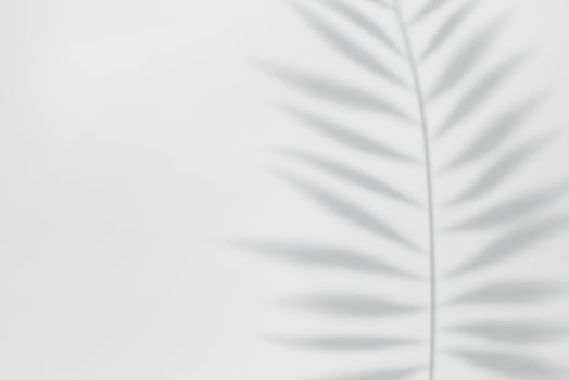 3d Empty light studio abstract background with spotlight effect and tropical palm leaves shadow. concept for your graphic design poster banner and backdrop. 3d rendering. Vector illustration