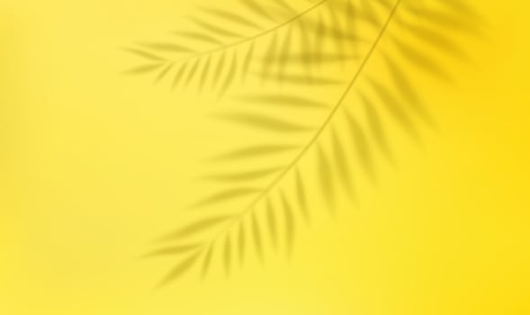 3d Empty light studio abstract background with spotlight effect and tropical palm leaves shadow. concept for your graphic design poster banner and backdrop. 3d rendering. Vector illustration