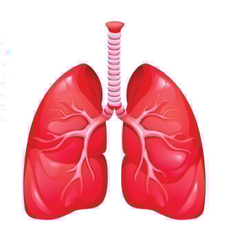 Human lungs. Anatomy of respiratory organ system. Vector illustration isolated on white background