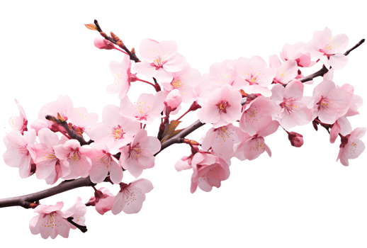 AI generated Cherry blossoms PNG
