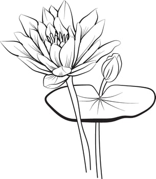 Waterlily  pencil art, Black and white outline vector coloring page, and book for adults and children flowers waterlily, with leaves hand drawn engraved ink illustration artistic design