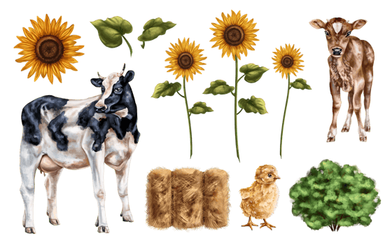 A set of farm cows among haystacks and sunflowers. Farm animals, mammals, cattle and poultry. Farming, ranch work and provincial life. Isolated illustrations png
