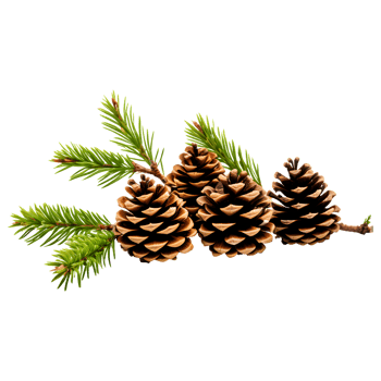 AI generated Pine Cones with Tree Branch Isolated on Transparent Background png
