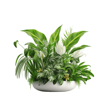 AI generated indoor plant in white pot on transparent background png