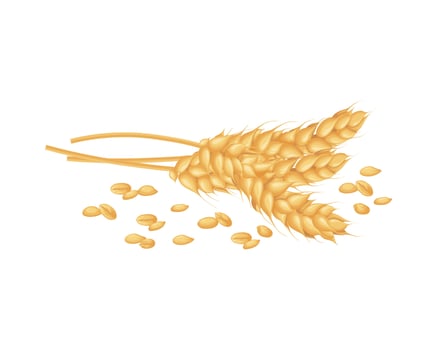 Wheat. Three ears of wheat. Scattered wheat grains.An ear of wheat. Cereal plants. Illustration for food packaging. Vector illustration isolated on a white background