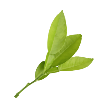 Fresh green lemon leaves isolated on transparent background png