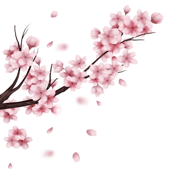 cherry blossom sakura png