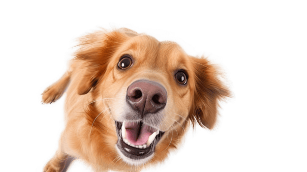 AI generated A cheerful brown and white Corgi lying down against a transparent background png