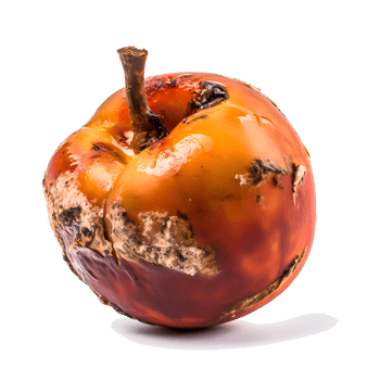 AI generated Decomposing Rotten Peach Unhealthy Eating Concept in Spoiled Fruit, Mold Growth png