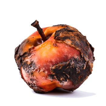 AI generated Decomposing Rotten Peach Unhealthy Eating Concept in Spoiled Fruit, Mold Growth png