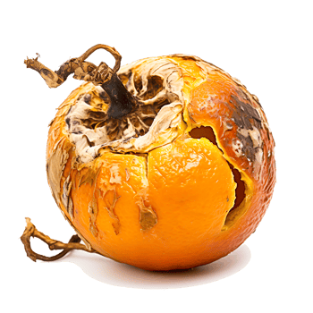 AI generated Decomposing Rotten Orange Unhealthy Eating Concept in Spoiled Citrus, Mold Growth png