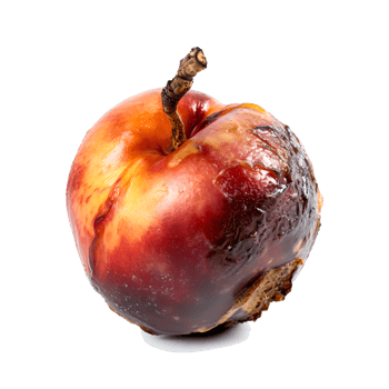 AI generated Decomposing Rotten Peach Unhealthy Eating Concept in Spoiled Fruit, Mold Growth png