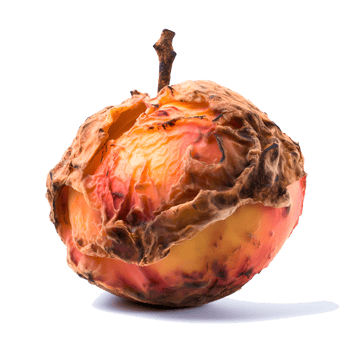 AI generated Decomposing Rotten Peach Unhealthy Eating Concept in Spoiled Fruit, Mold Growth png