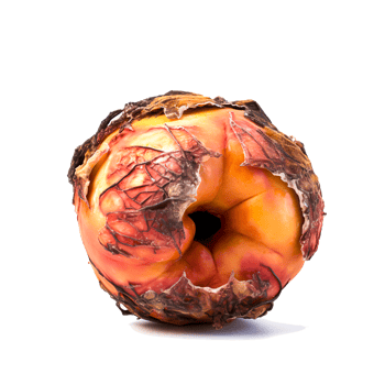 AI generated Decomposing Rotten Peach Unhealthy Eating Concept in Spoiled Fruit, Mold Growth png