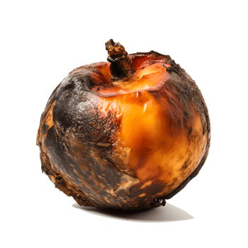 AI generated Decomposing Rotten Peach Unhealthy Eating Concept in Spoiled Fruit, Mold Growth png