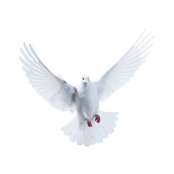 AI generated Beautiful flying dove isolated on a transparent background png