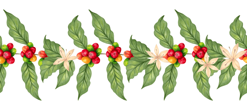 Horizontal seamless border of coffee tree branch with flowers. Aroma of Robusta and Arabica varieties. Ripening of coffee berries. Realistic natural style. Hand drawn isolated watercolor art. png