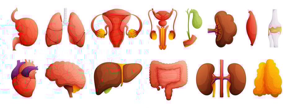 Set of illustrations of human organs. Heart, liver, kidneys, spleen, bone, brain, intestines, muscle, gall bladder, female and male reproductive system. High detail Cartoon style. vector