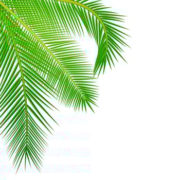 Palm leaves background. vector