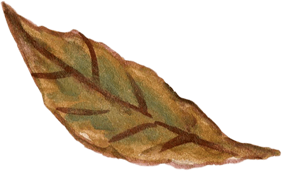 Botanical meadow fiels wildflower leaves plants png