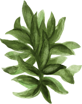 Botanical meadow fiels wildflower leaves plants png